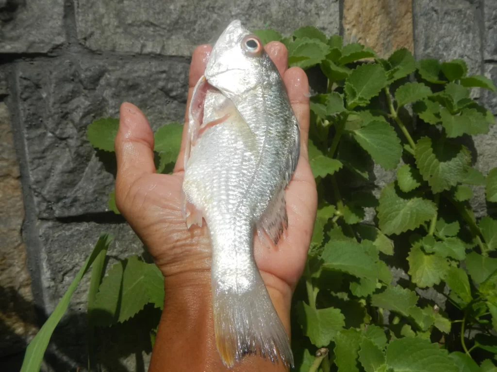 釣りエサと仕掛け
