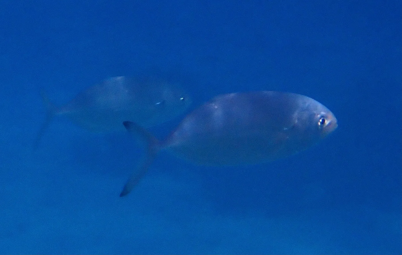 釣りエサの種類と使い分け ― オキアミ・イソメ・練りエサの特徴