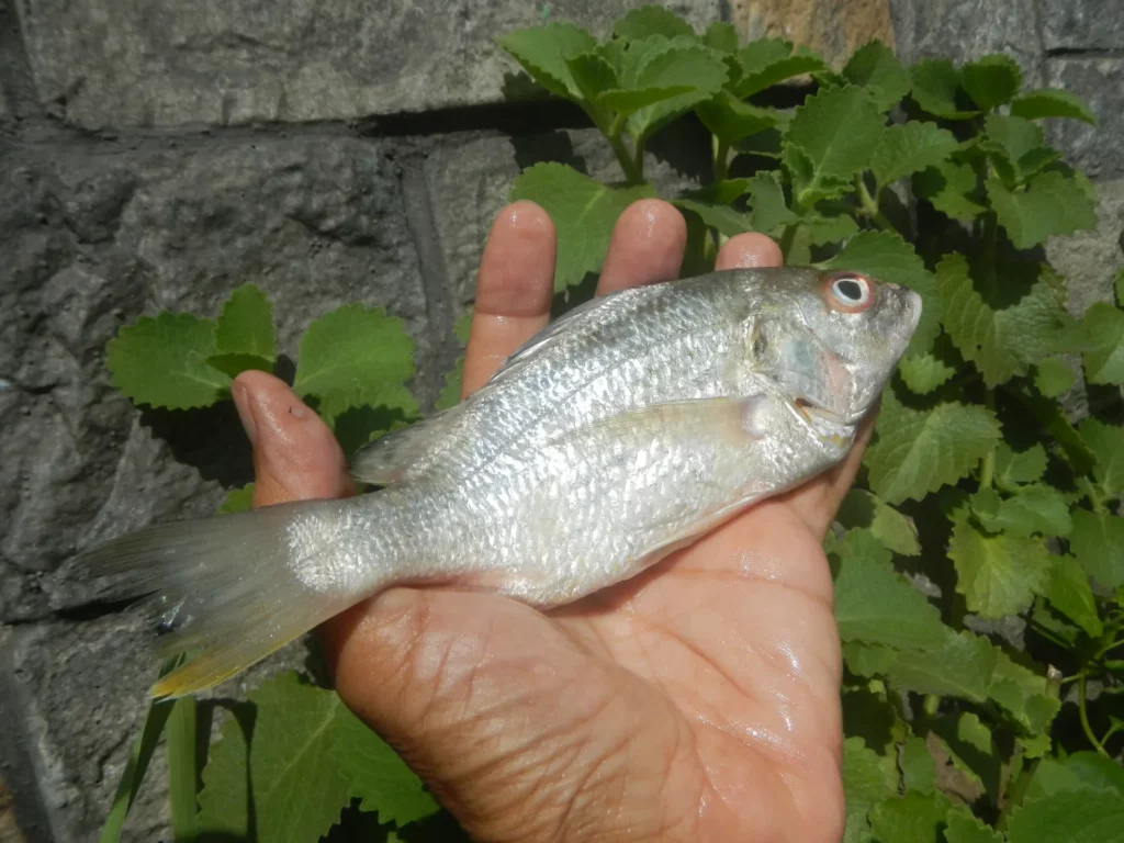 クーラーボックスと釣った魚